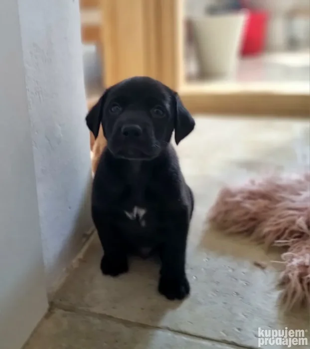NA POKLON Mešanac crnog labradora