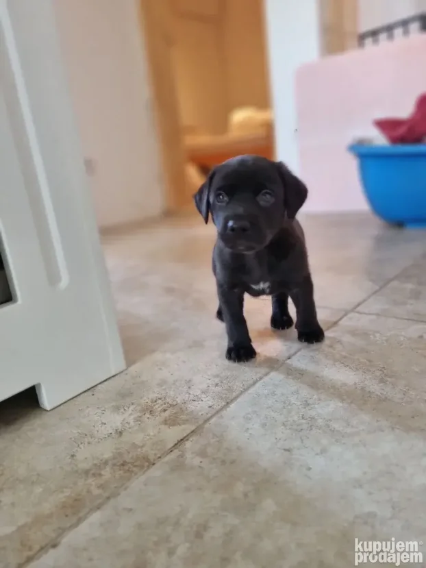 NA POKLON Mešanac crnog labradora