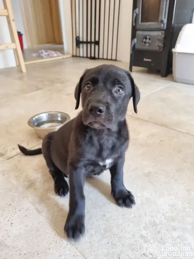 NA POKLON Mešanac crnog labradora