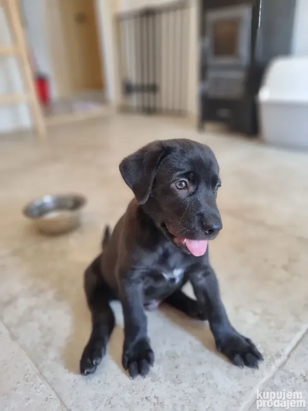 NA POKLON Mešanac crnog labradora