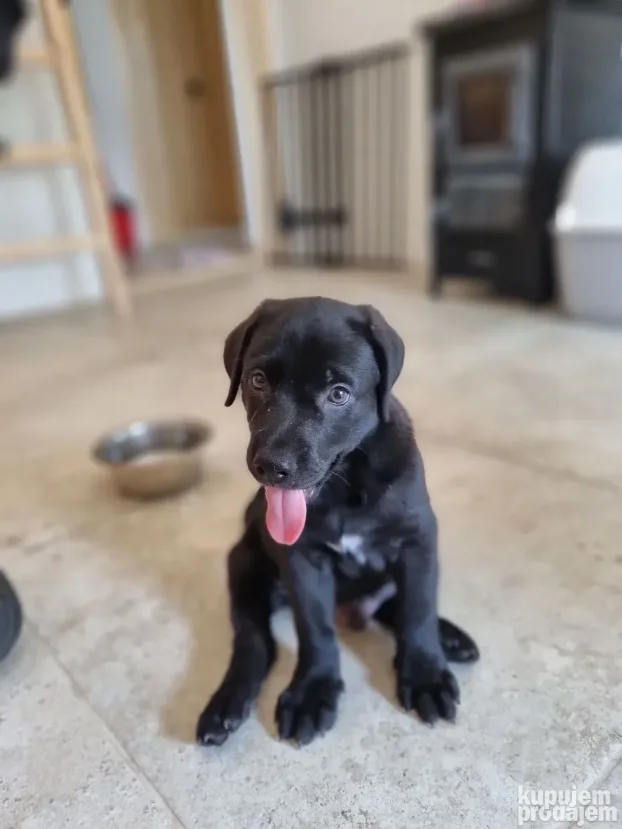 NA POKLON Mešanac crnog labradora