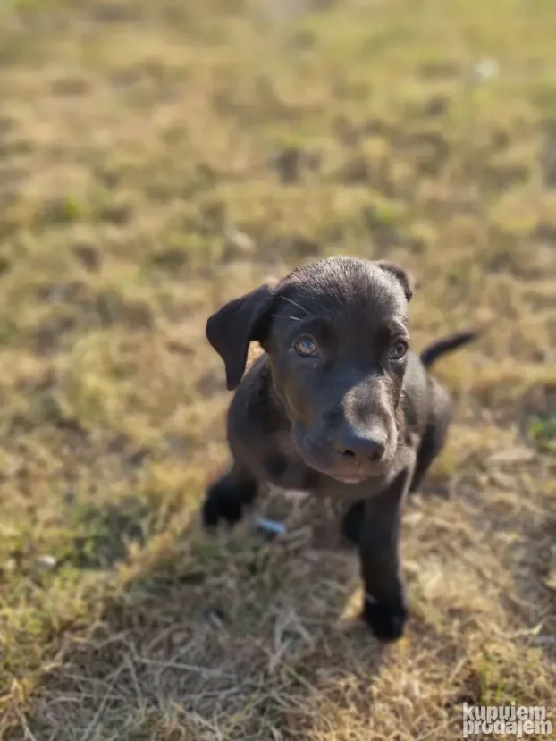 NA POKLON Mešanac crnog labradora