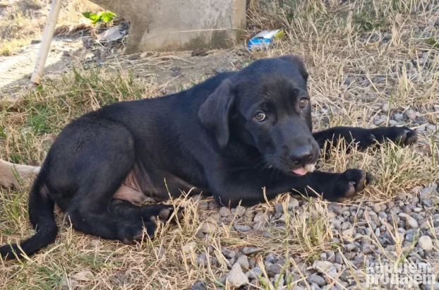 NA POKLON Mešanac crnog labradora