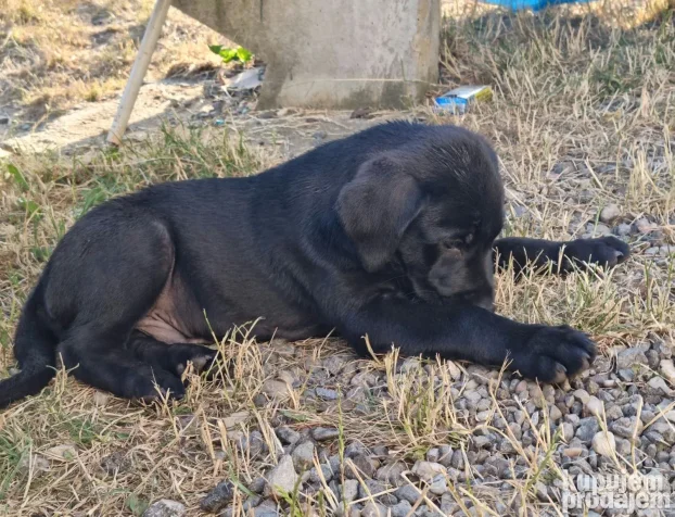 NA POKLON Mešanac crnog labradora