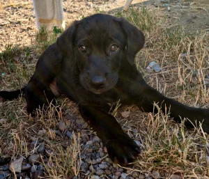 NA POKLON Mešanac crnog labradora