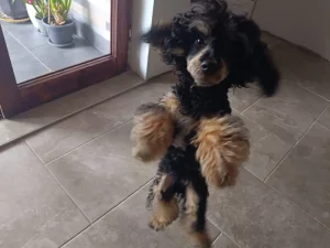 Toy pudla