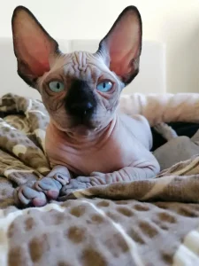 Sphynx mačići