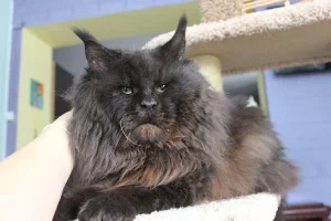 Maine Coon Russia