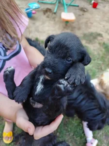 patuljasti snauceri(mešanci)