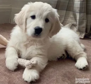 stenci zlatnog retrivera