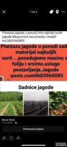 Sadnice jagode
