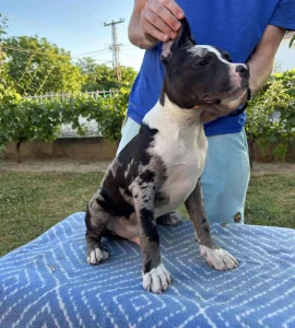 Merle American bully standard