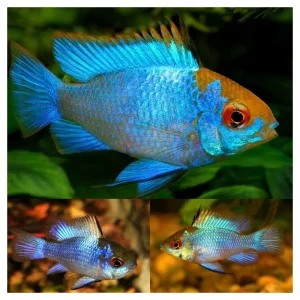 Ramirez electric blue