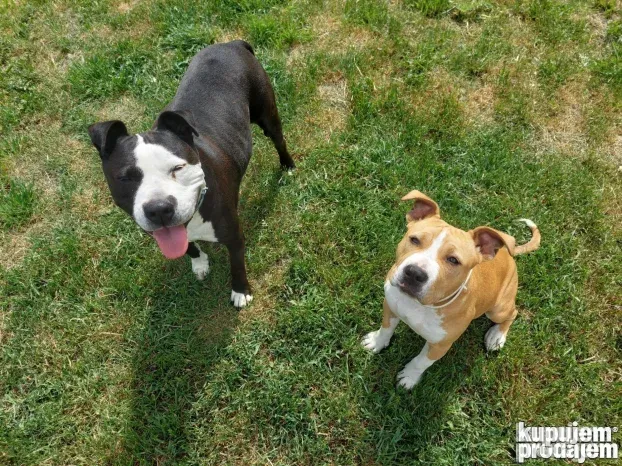 Pansioni za pse Zrenjanin