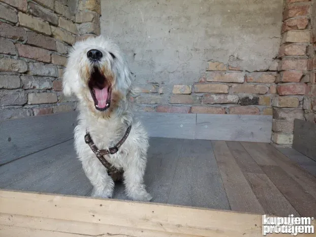 Pansioni za pse Zrenjanin