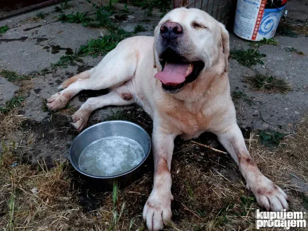 Pansioni za pse Zrenjanin