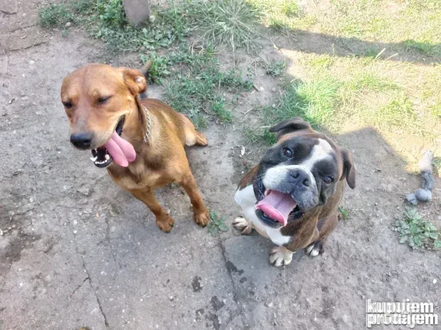 Pansioni za pse Zrenjanin