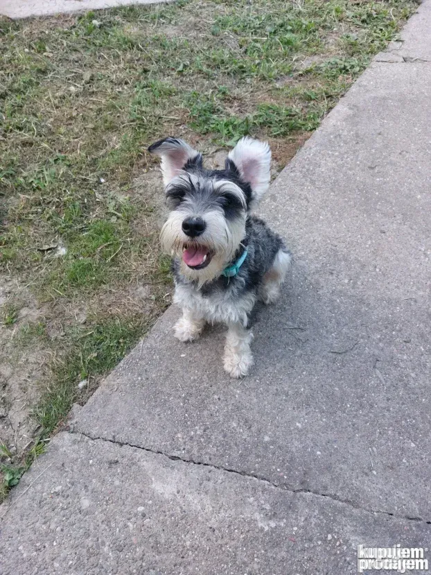 Pansioni za pse Zrenjanin