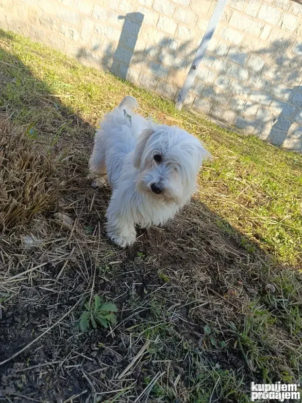 Pansioni za pse Zrenjanin