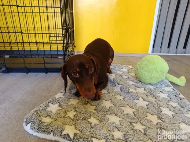 Pansioni za pse Zrenjanin