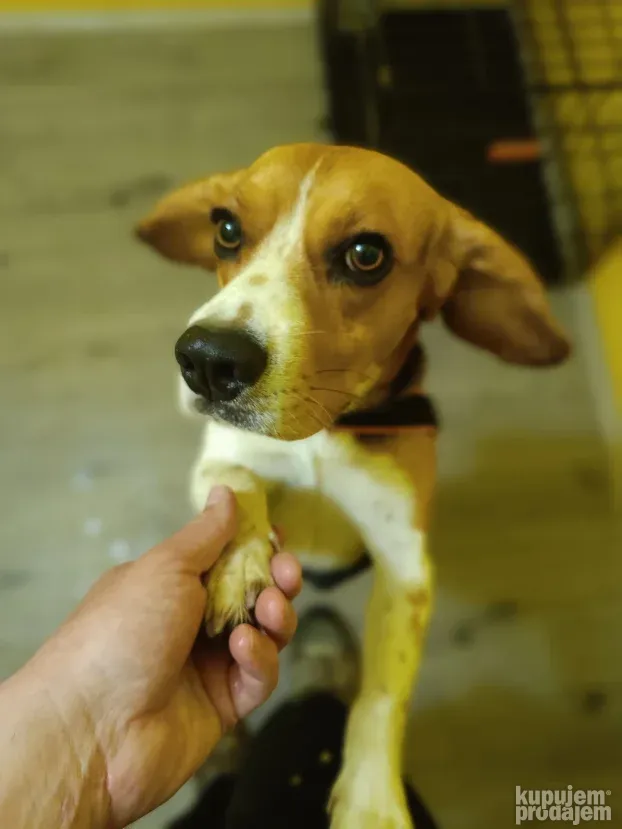 Pansioni za pse Zrenjanin