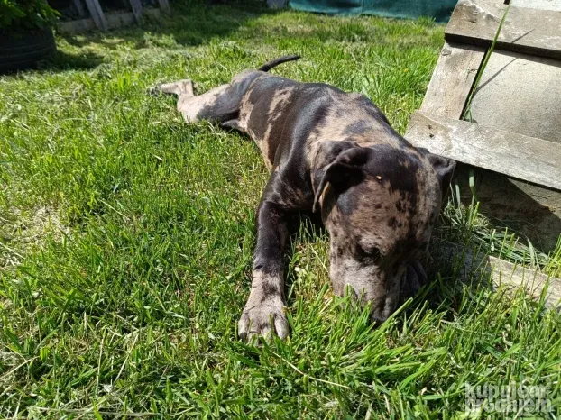 Pansioni za pse Zrenjanin