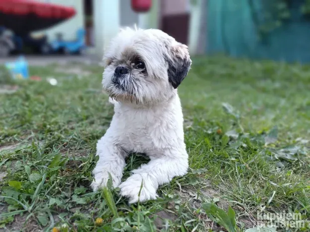 Pansioni za pse Zrenjanin