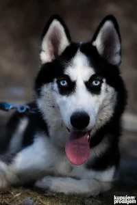 Sibirski Haski spreman za parenje