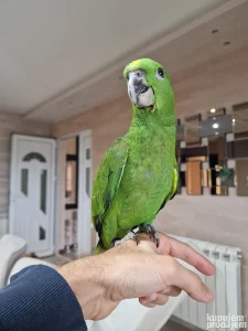 Na prodaju: Amazonac zutovrati (yellow-naped)