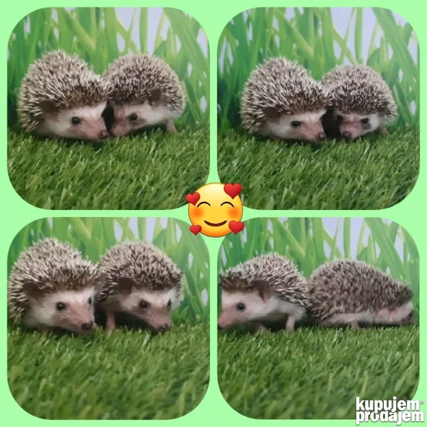 Africki Patuljasti Jezevi-African Pygmy Hedgehogs