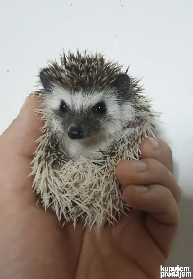 Africki Patuljasti Jezevi-African Pygmy Hedgehogs