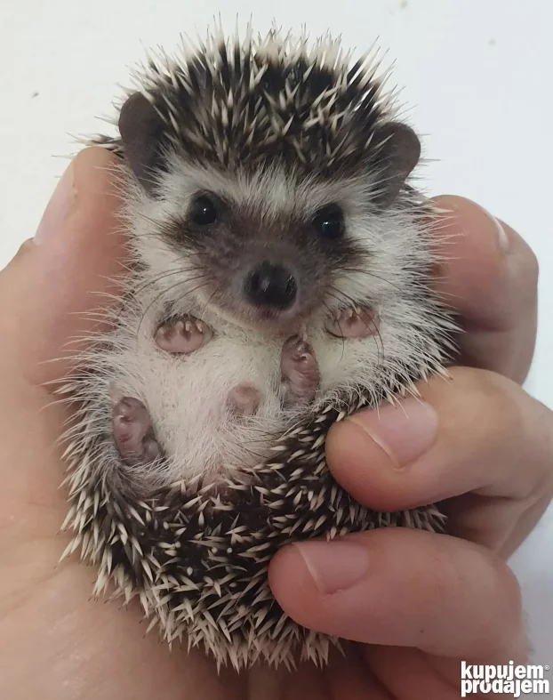 Africki Patuljasti Jezevi-African Pygmy Hedgehogs