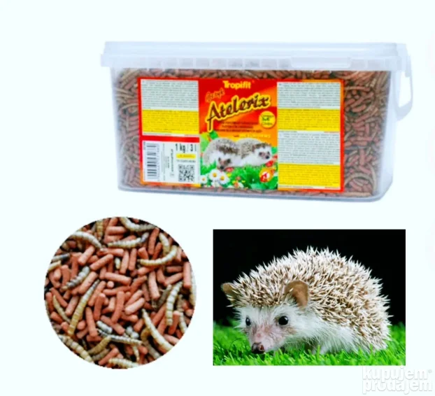 Africki Patuljasti Jezevi-African Pygmy Hedgehogs