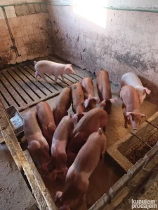 Prodajem prasice ili menjam za kukuruz
