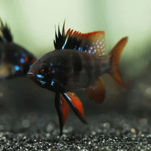 Black ramirezi - par