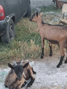 Jarici i koze