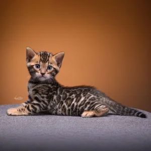 Bengalska macka Bengalski macici bengalsko mace