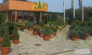 Rasadnik Žak Beograd Tuje i ukrasne biljke