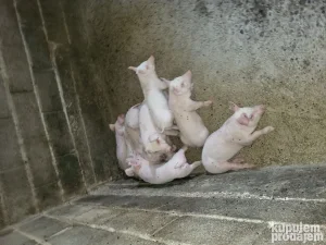 Na prodaju prasici