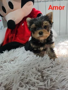 Mini Jorkširski terijeri jorki, mužjak