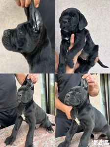 Cane Corso vrhunski stenci