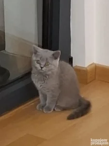 British Shorthair mače