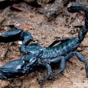 Čuvanje kućnih ljubimaca