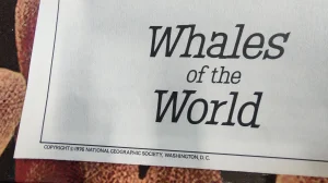 National geographic mapa Whales of the world / december 1976