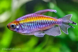 Kongo tetra