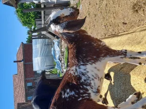 nubiski jarici
