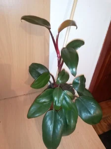 Philodendron "New Red"