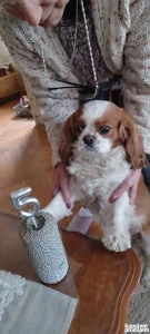 Cuvanje kucnih ljubimaca