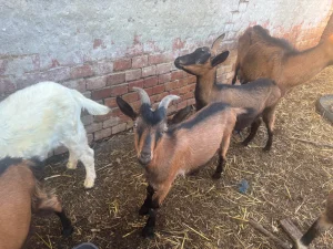 musko jare ili zamena za zensko
