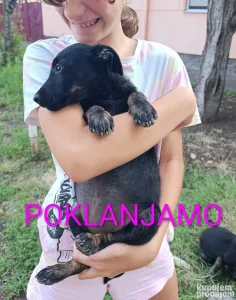 Mešanci Pulina